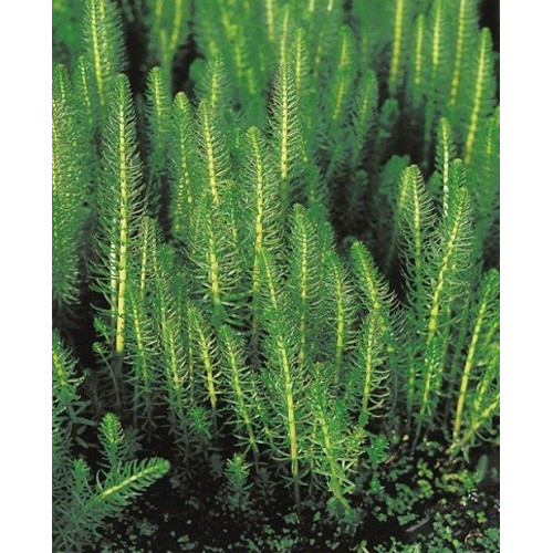 Hippuris vulgaris