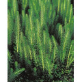 Hippuris vulgaris