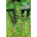 Myriophyllum brasiliensis