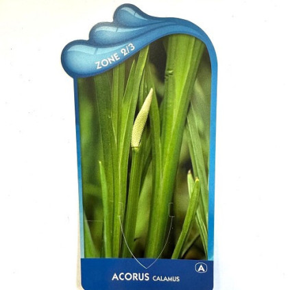 Acorus calamus