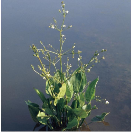 Alisma plantago -aquatica