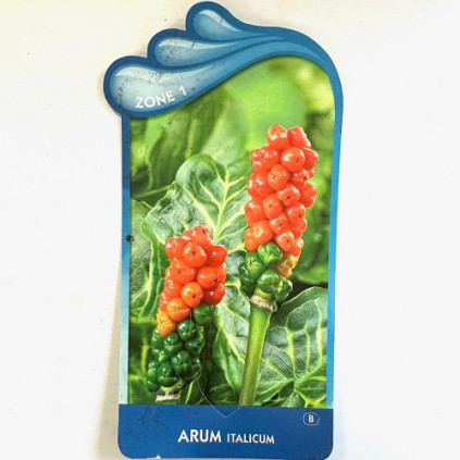 Arum italicum
