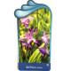 Bletilla striata
