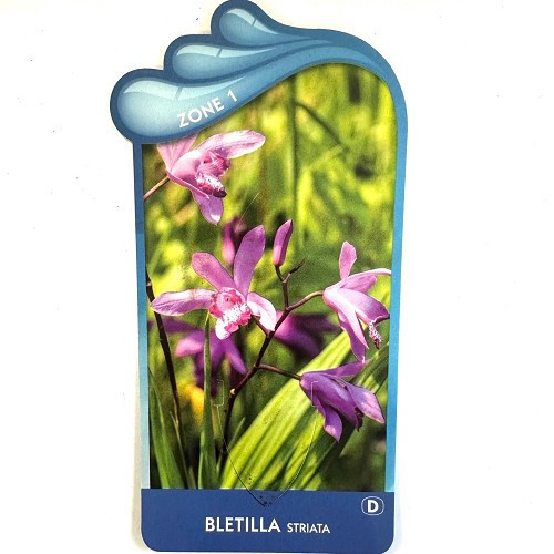 Bletilla striata