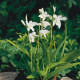Bletilla striata 'Alba'