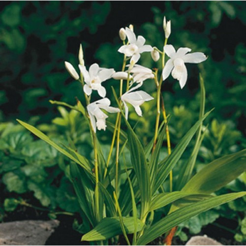 Bletilla striata 'Alba'
