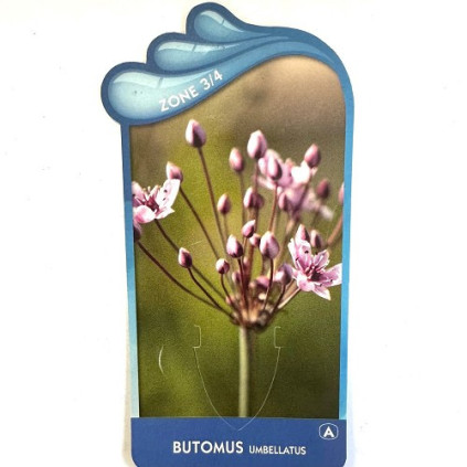 Butomus umbellatus