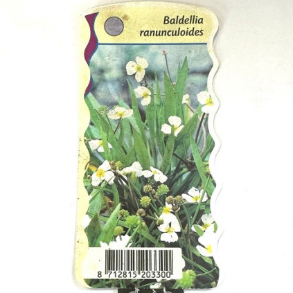 Baldellia ranunculoides  (vanaf mei)