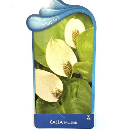 Calla palustris