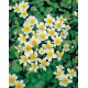 Caltha palustris ' Var. Alba'