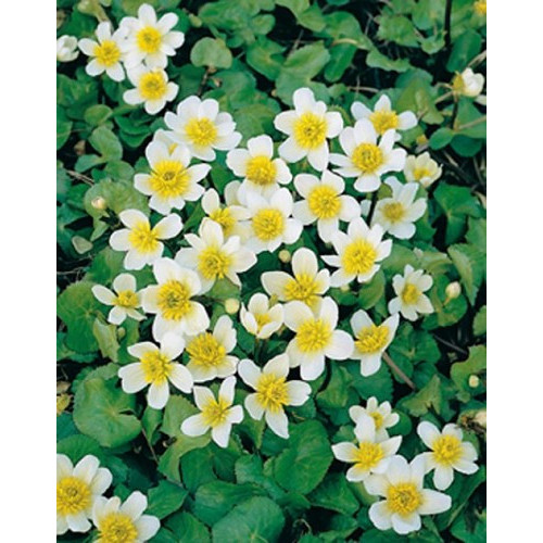 Caltha palustris ' Var. Alba'