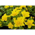 Caltha polypetala