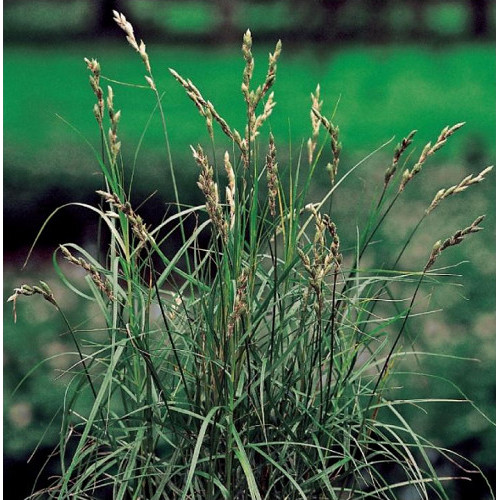 Carexxx muskengumensis