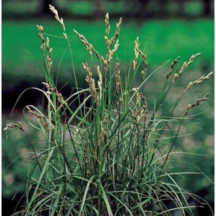Carexxx muskengumensis