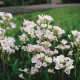 Cardamine pratensis