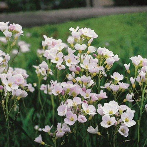 Cardamine pratensis