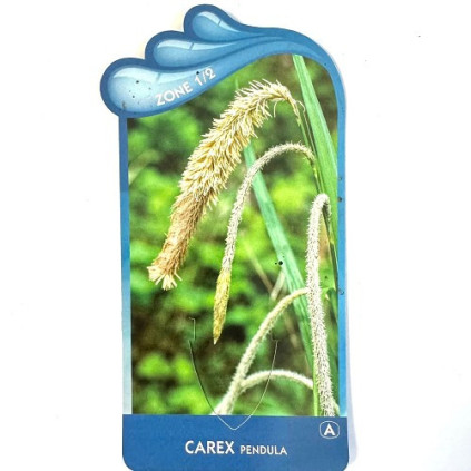 Carexxx pendula