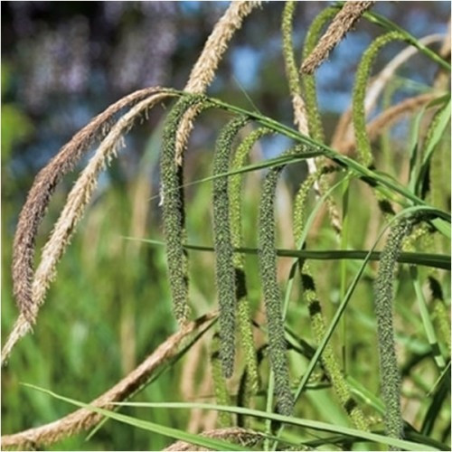 Carexxx pendula