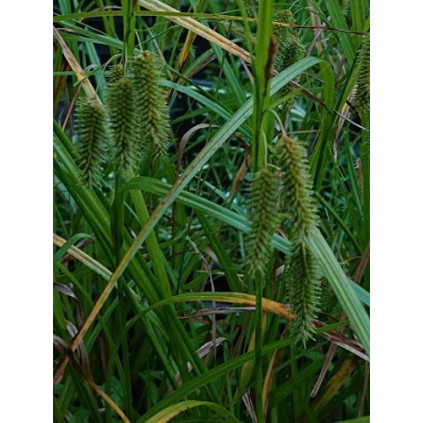 Carexxx pseudocyperus