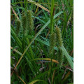 Carexxx pseudocyperus
