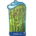 Cyperus longus