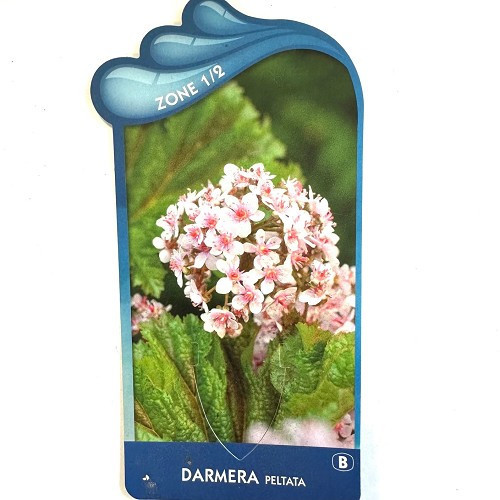 Darmera peltata