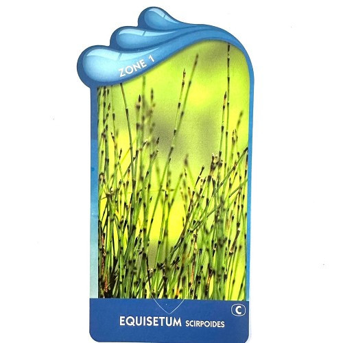 Equisetum scirpoides