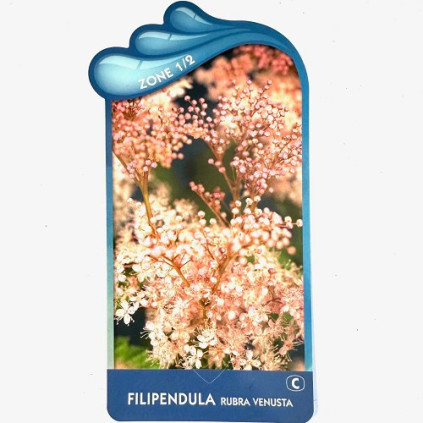 Filipendula rubra 'Venusta' magn.