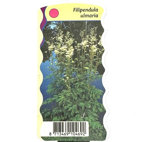 Filipendula ulmaria