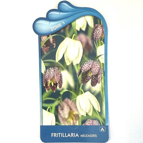 Fritillaria meleagris