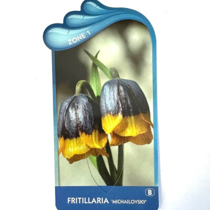 Fritillaria michalovski
