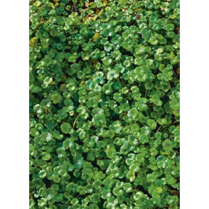 Hydrocotyle 'Novea Zeelandia'