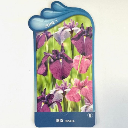 Iris ensata (kaempferi)
