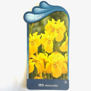 Iris pseudacorus
