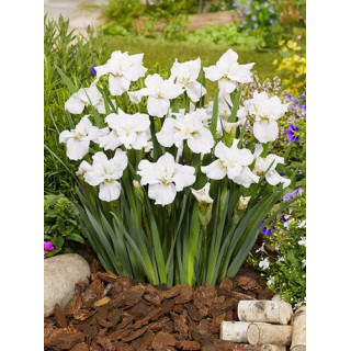 Iris sibirica