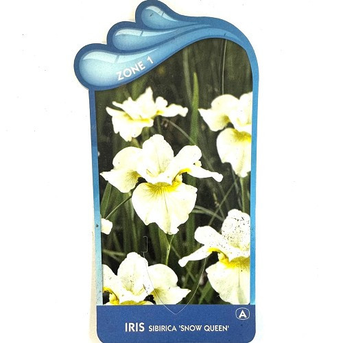 Iris sibirica 'Snow Queen'