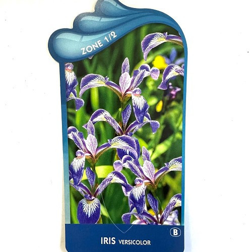 Iris versicolor