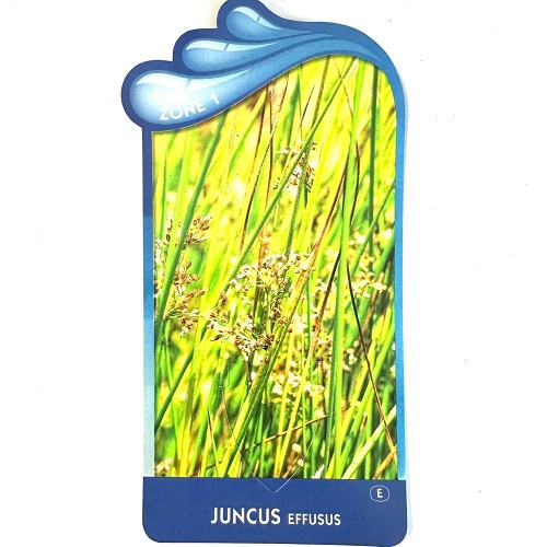 Juncus effusus