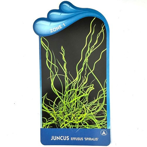 Juncus effusus 'Spiralis'