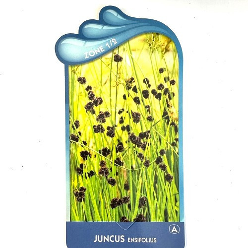 Juncus ensifolius