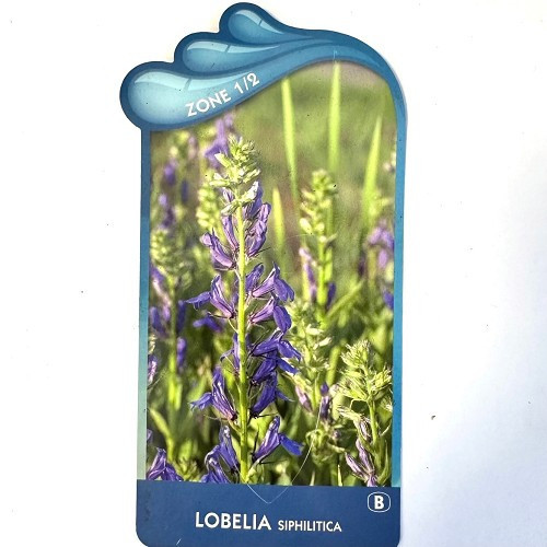 Lobelia siphilitica