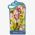 Lychnis flos - cuculi