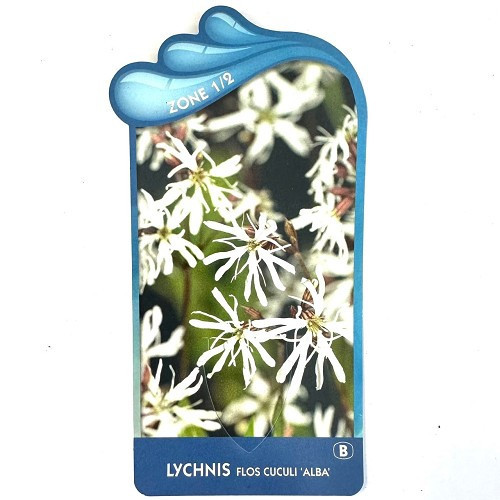 Lychnis flos-cuculi 'Alba'