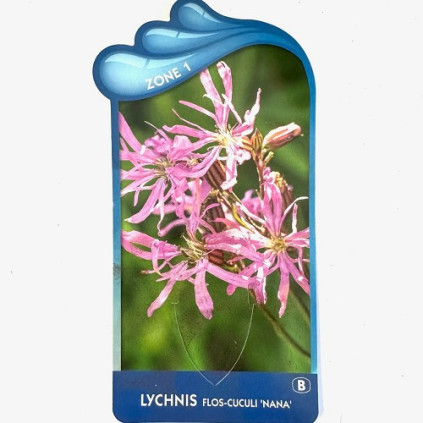 Lychnis flos-cuculi 'Nana'