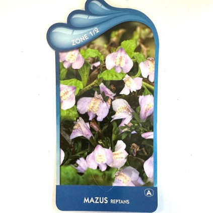 Mazus reptans