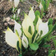 Lysichiton camschatcensis