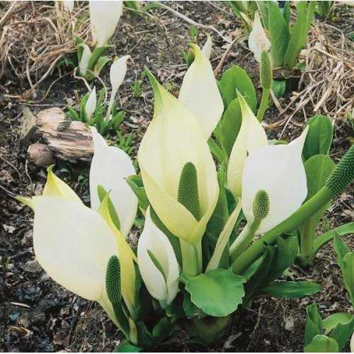 Lysichiton camschatcensis