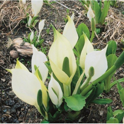 Lysichiton camschatcensis