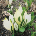 Lysichiton camschatcensis