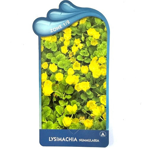 Lysimachia nummularia